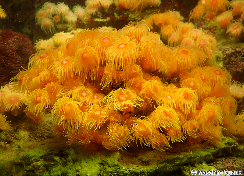 エダイボヤギ Dendrophyllia coccinea
