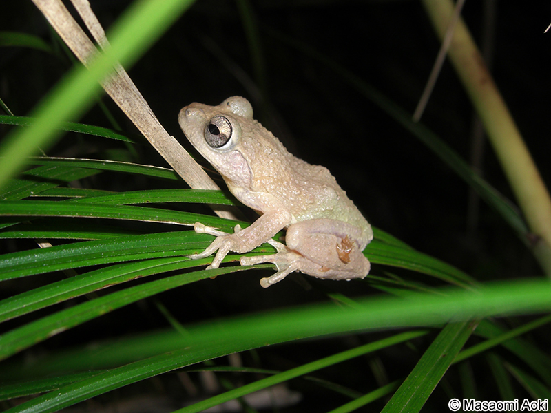 アイフィンガーガエル Kurixalus eiffingeri