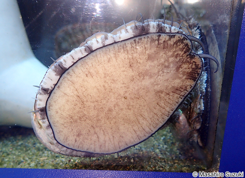 エゾアワビ Haliotis discus hannai