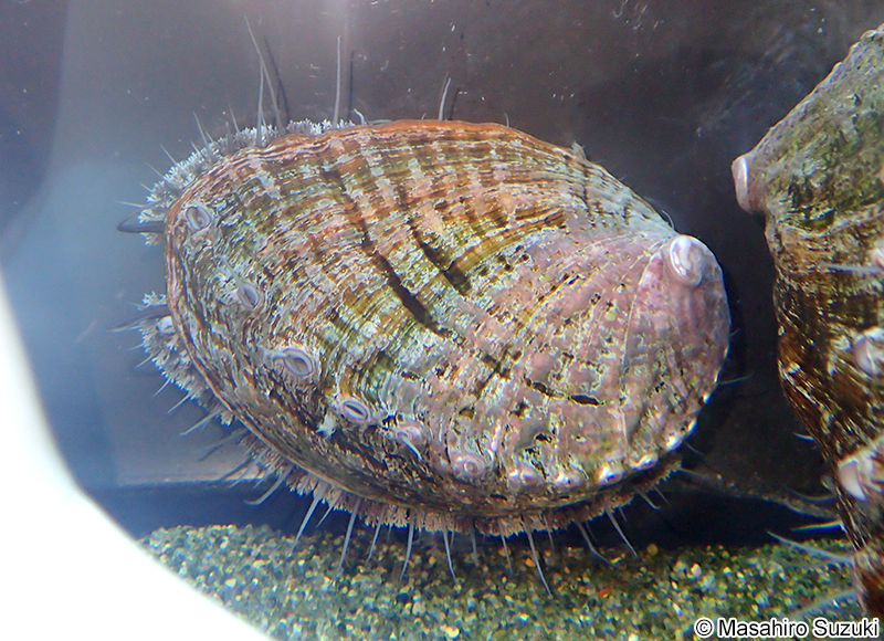 エゾアワビ Haliotis discus hannai
