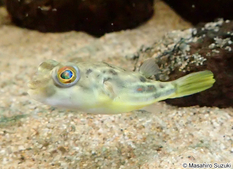 ファハカ Tetraodon lineatus