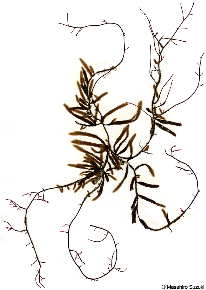 トサカコケムシ Flustrellidra