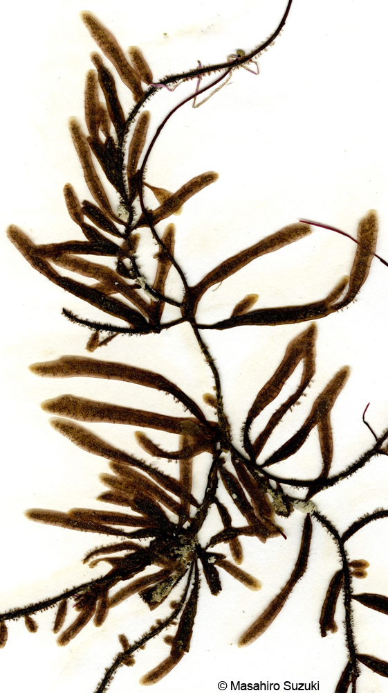 トサカコケムシの押し葉