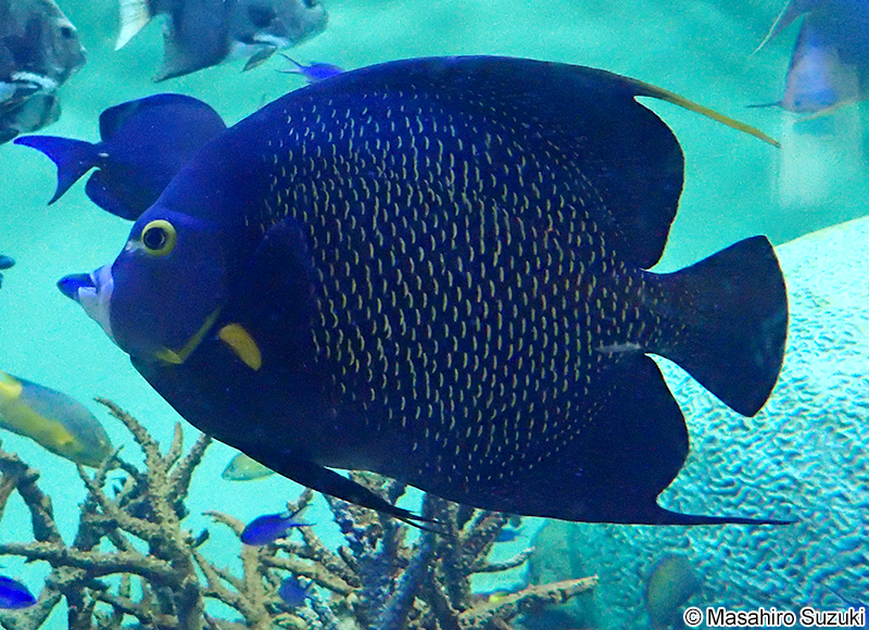 フレンチエンゼルフィッシュ Pomacanthus paru