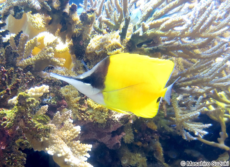 フエヤッコダイ Forcipiger flavissimus