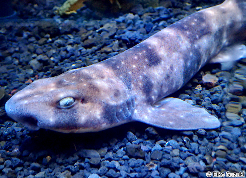 フカミトラザメ Scyliorhinus hachijoensis