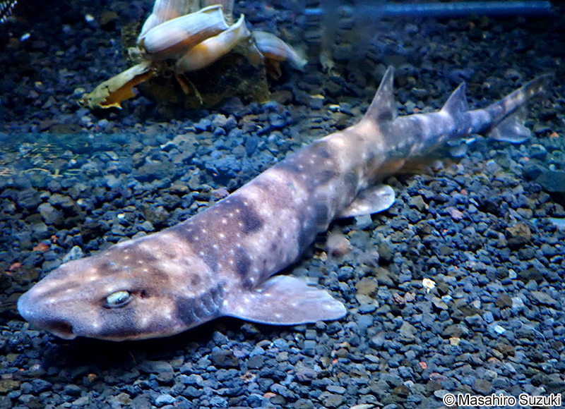 フカミトラザメ Scyliorhinus hachijoensis