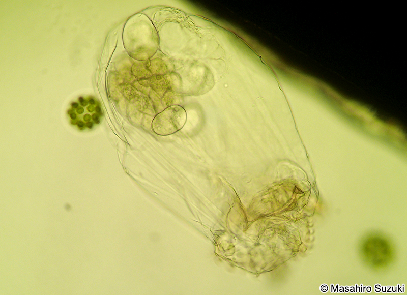 フクロワムシ Asplanchna