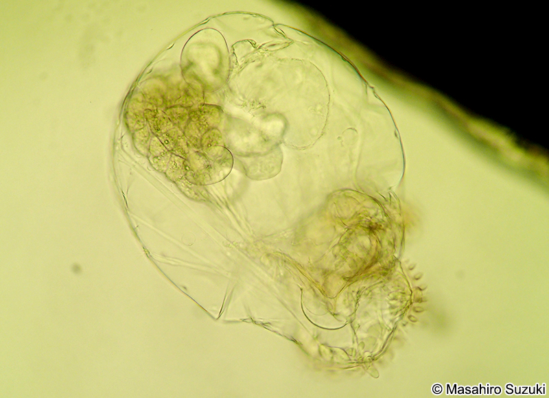 フクロワムシ Asplanchna
