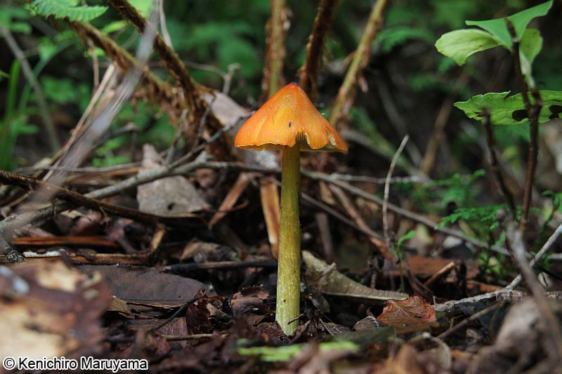 アカヤマタケ Hygrocybe conica