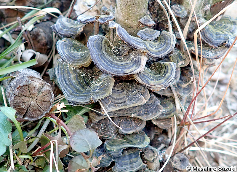 アラゲカワラタケ Trametes hirsuta