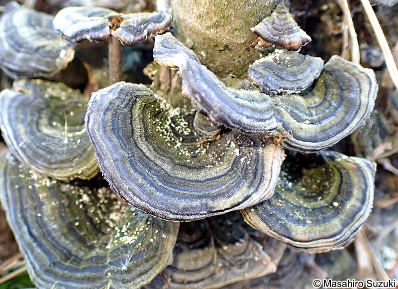 アラゲカワラタケ Trametes hirsuta