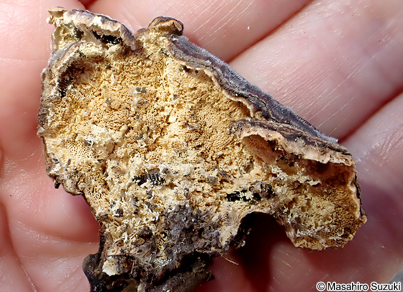 アラゲカワラタケ Trametes hirsuta