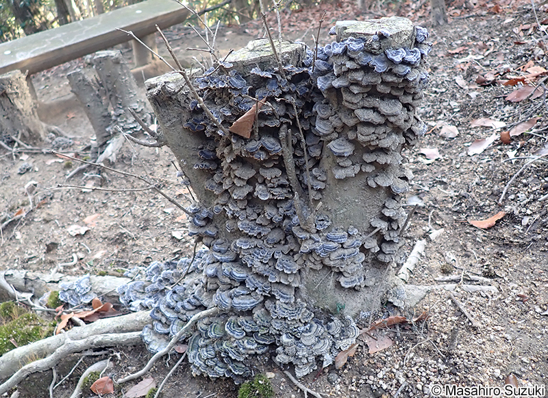 アラゲカワラタケ Trametes hirsuta