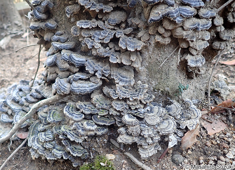 アラゲカワラタケ Trametes hirsuta