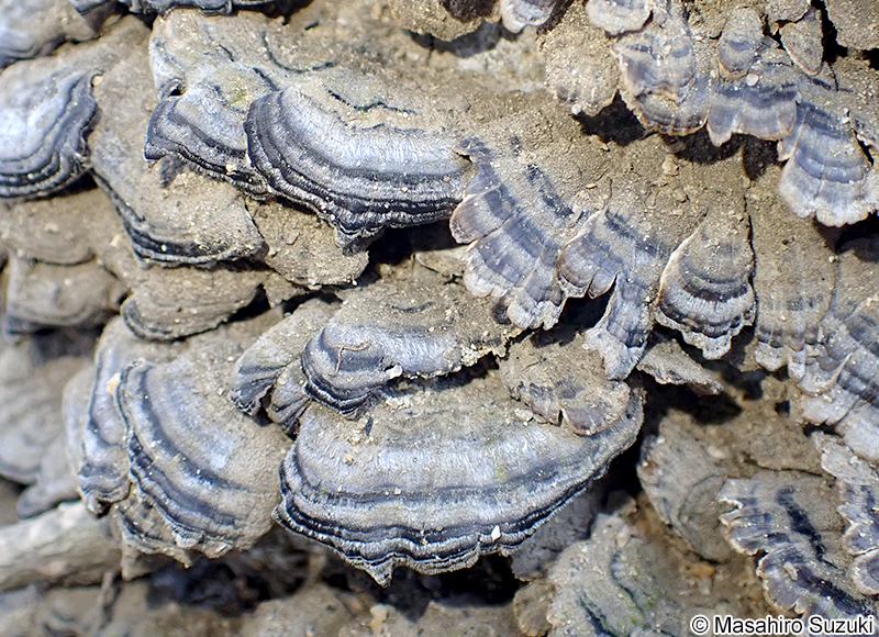 アラゲカワラタケ Trametes hirsuta