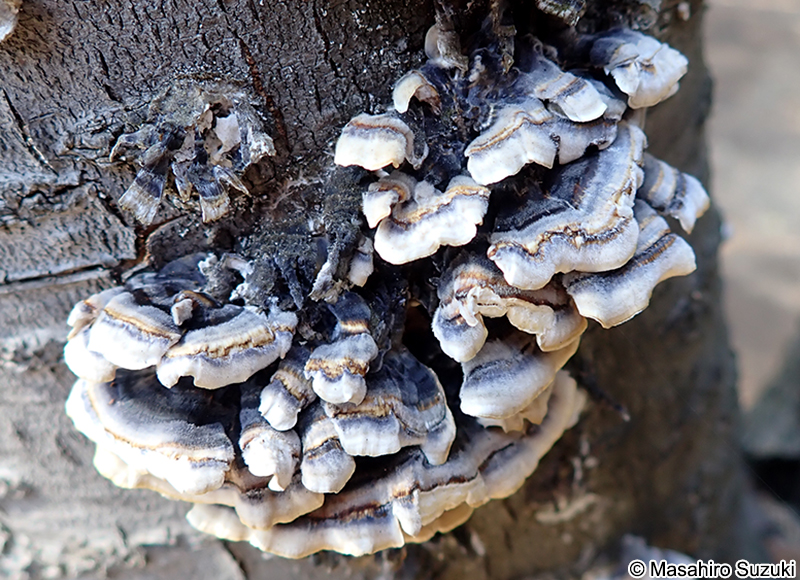 アラゲカワラタケ Trametes hirsuta