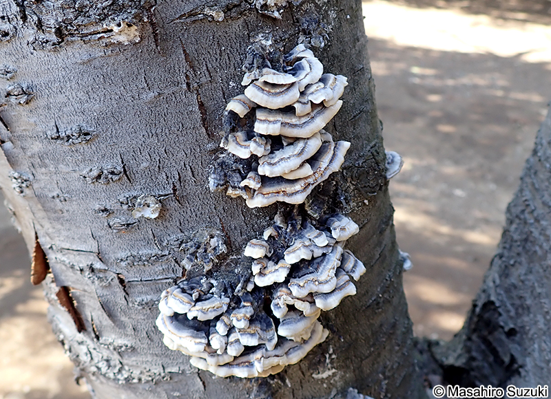 アラゲカワラタケ Trametes hirsuta
