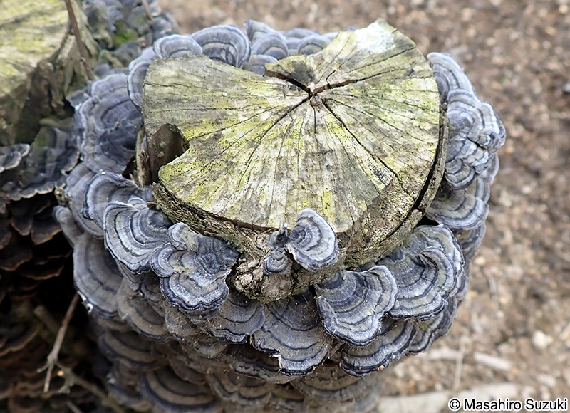 アラゲカワラタケ Trametes hirsuta