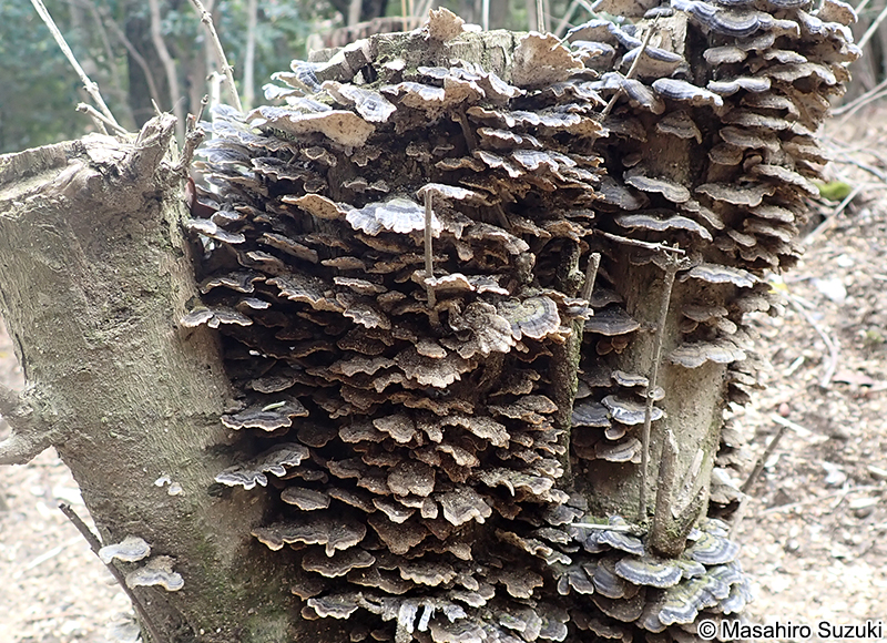 アラゲカワラタケ Trametes hirsuta