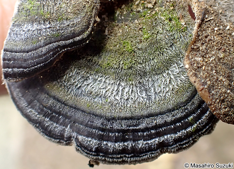 アラゲカワラタケ Trametes hirsuta