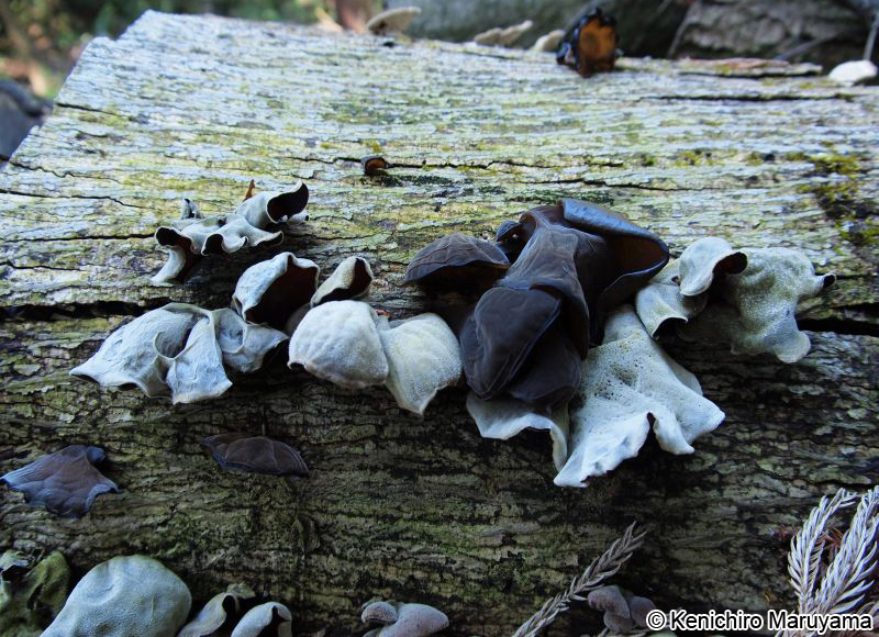 アラゲキクラゲ Auricularia polytricha