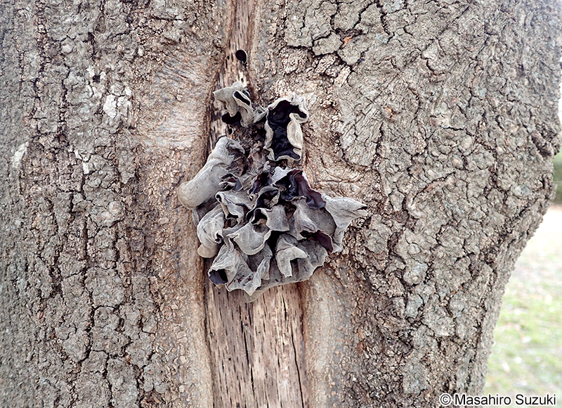 アラゲキクラゲ Auricularia polytricha