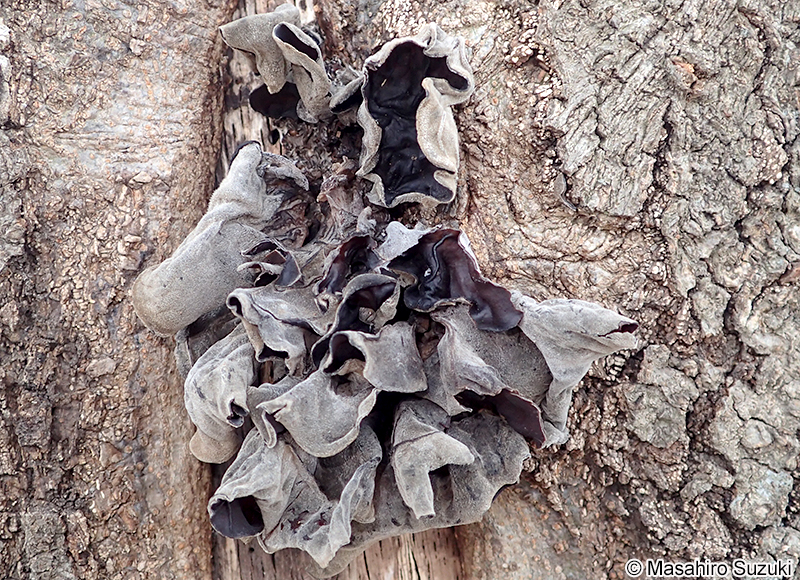アラゲキクラゲ Auricularia polytricha