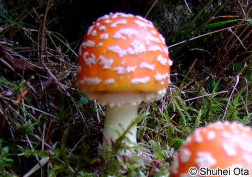 ベニテングタケ Amanita muscaria