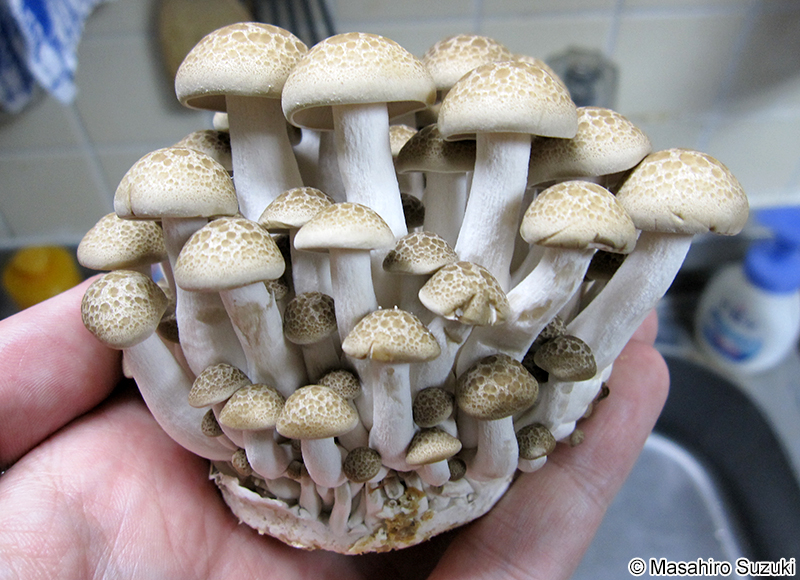 ブナシメジ Hypsizygus tessulatus