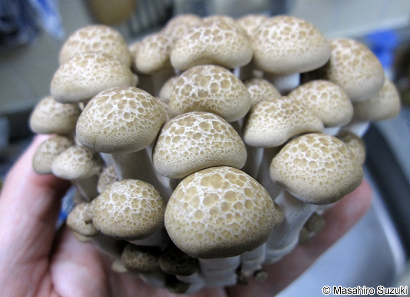 ブナシメジ Hypsizygus tessulatus