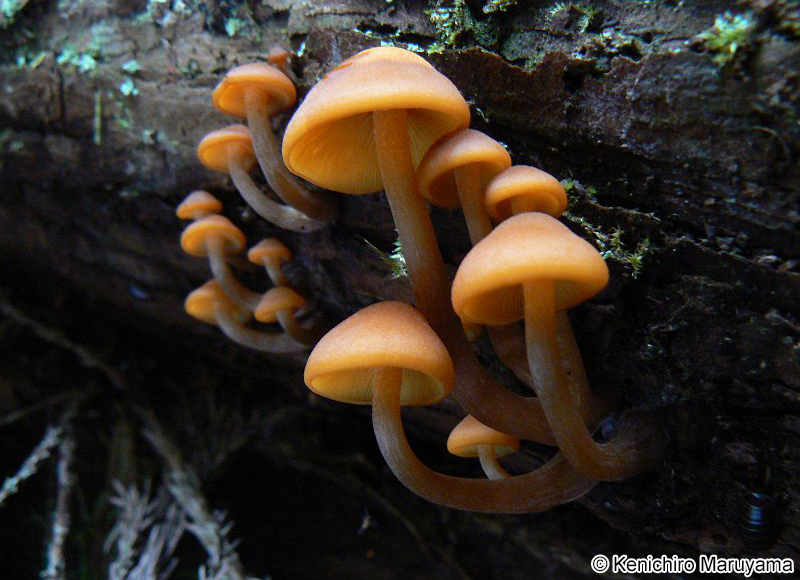 チャツムタケ Gymnopilus picreus