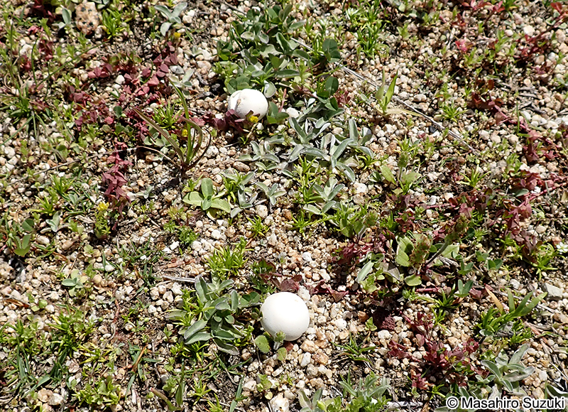 チビホコリタケ Bovista dermoxantha （？）