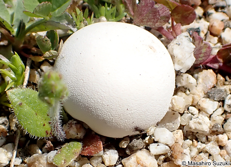 チビホコリタケ Bovista dermoxantha （？）