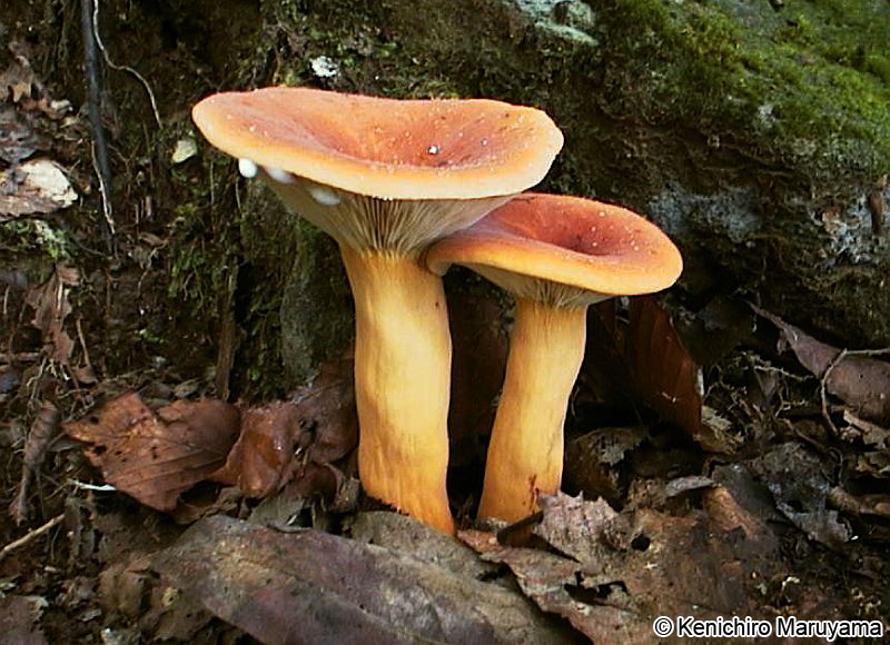 チチタケ Lactarius volemus