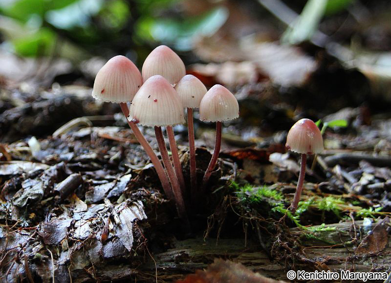 チシオタケ Mycena haematopus
