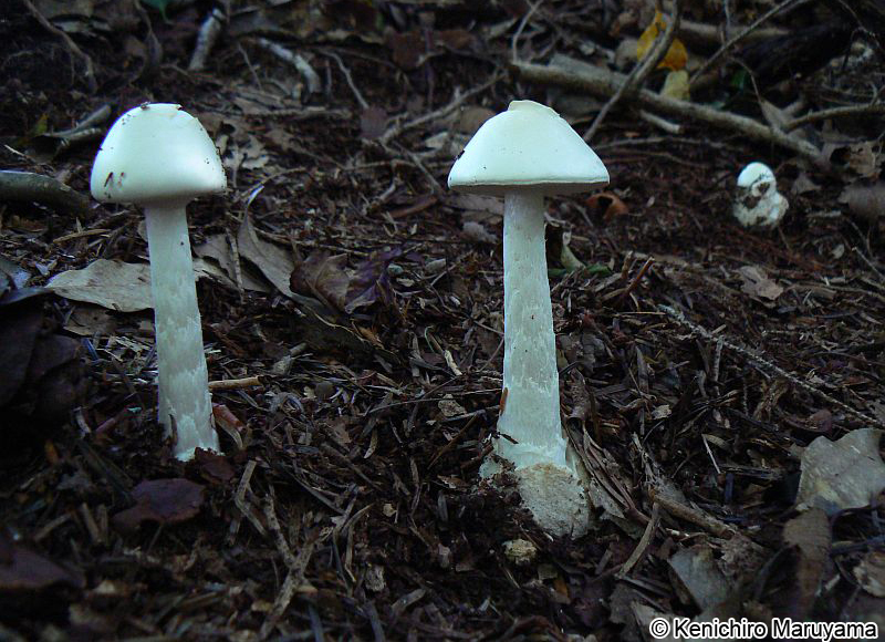 ドクツルタケ Amanita virosa