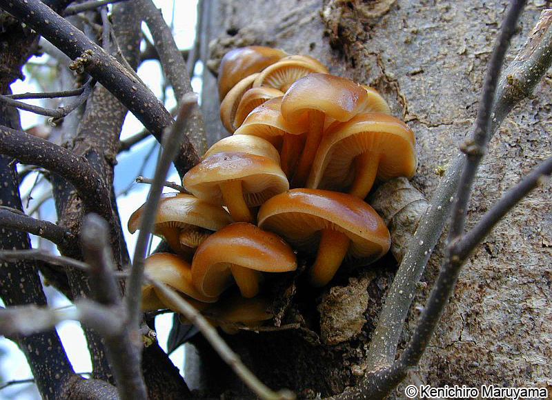 エノキタケ Flammulina velutipes