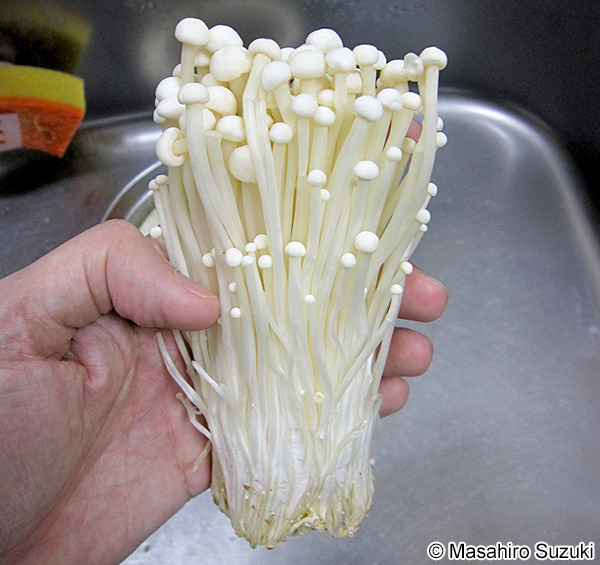 エノキタケ Flammulina velutipes