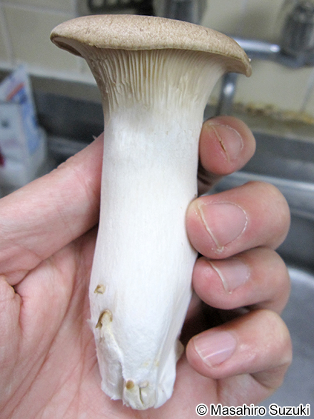 エリンギ Pleurotus eryngii