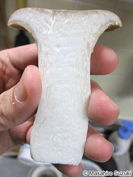 エリンギ Pleurotus eryngii