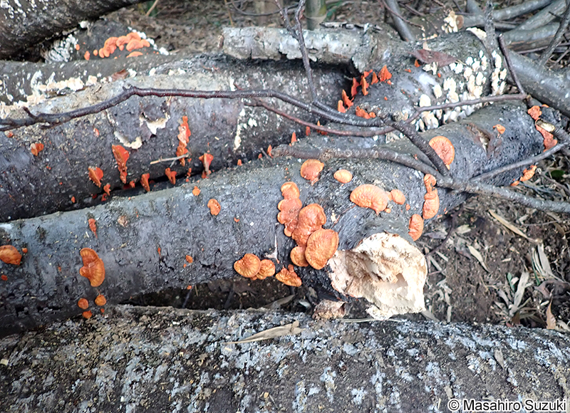 ヒイロタケ Trametes coccinea