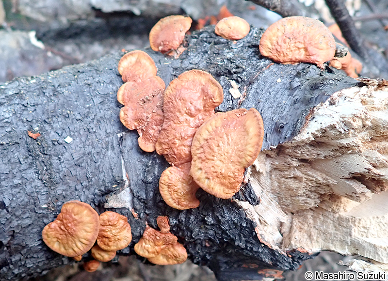 ヒイロタケ Trametes coccinea