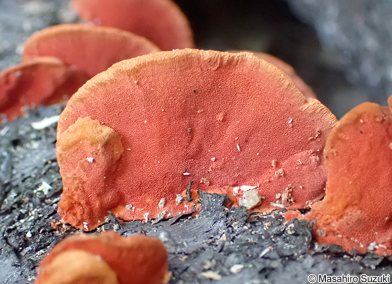 ヒイロタケ Trametes coccinea