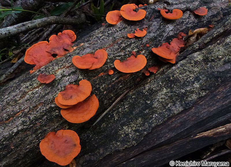 ヒイロタケ Trametes coccinea