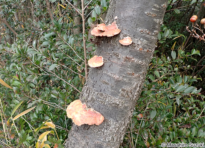 ヒイロタケ Trametes coccinea