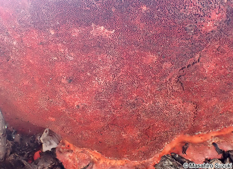 ヒイロタケ Trametes coccinea