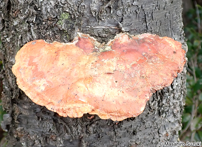 ヒイロタケ Trametes coccinea