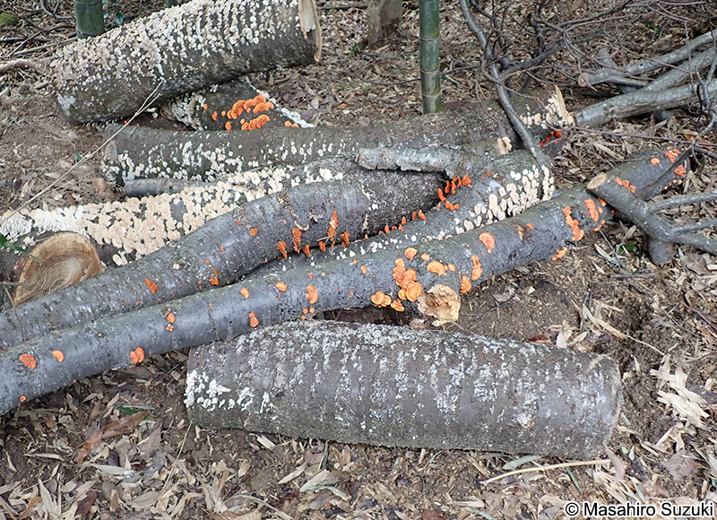 ヒイロタケ Trametes coccinea