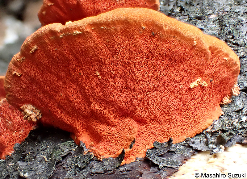 ヒイロタケ Trametes coccinea